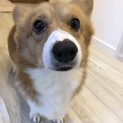 コーギー2歳の男の子です。