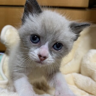 家族が出来ました♡シャム猫風子猫♂