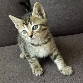 募集一時停止イケニャンキジトラ男子⭐️むぎ