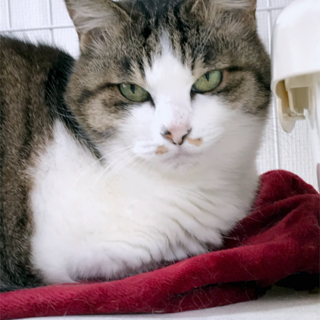 「ぽにょ」♀ のんびり暮らし大好きな美魔女12才