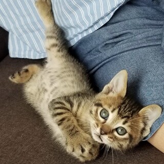 募集一時停止キジトライケニャン男子⭐️こう