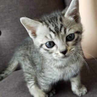 募集一時停止　キジイケニャン男子⭐️りょく