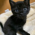 家族が出来ました♡甘えん坊な黒猫♀