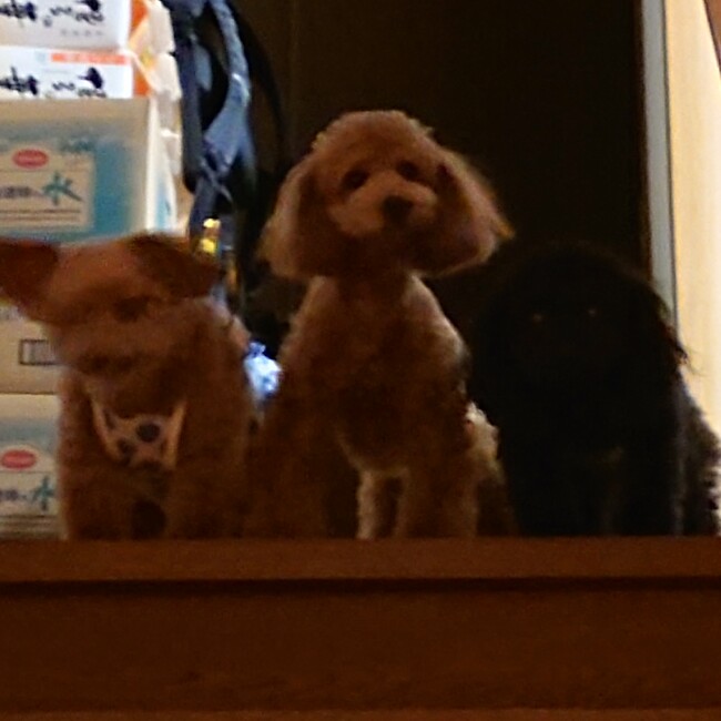 こうへい1120のカバー写真