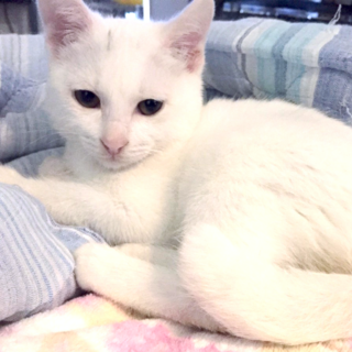 みなと1号★甘えん坊＆食いしん坊な白子猫♂