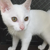 みなと1号★甘えん坊＆食いしん坊な白子猫♂ サムネイル2