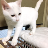 みなと1号★甘えん坊＆食いしん坊な白子猫♂ サムネイル4