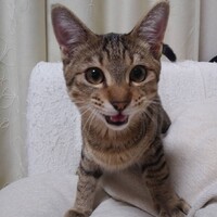 ニャビィ