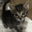 足でか仔猫　キジトラ美猫