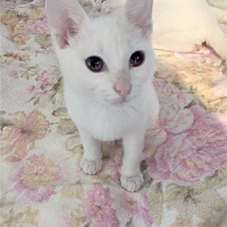 みなと4号★超スリゴロ&ベタ甘な白子猫♂