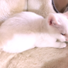 みなと4号★超スリゴロ&ベタ甘な白子猫♂ サムネイル2