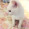 みなと4号★超スリゴロ&ベタ甘な白子猫♂ サムネイル3