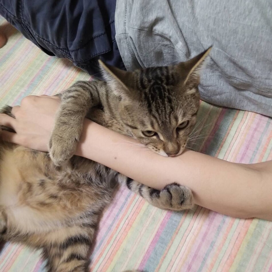 ニャビィのカバー写真