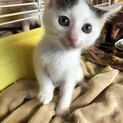 （仮名）ヨモギ君2ヶ月弱