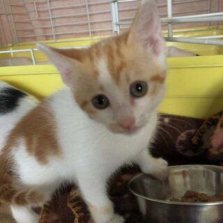 （仮名）桜餅ちゃん2ヶ月弱