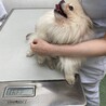 ポメラニアンのコピットちゃん サムネイル4