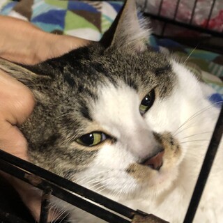 ありがとうございました★甘えん坊の雉白ハンドくん