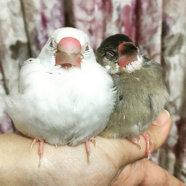 文鳥ちゃんのカバー写真
