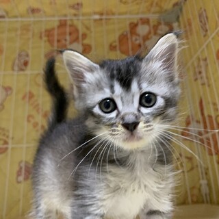 家族が出来ました♡ふわふわ子猫♀推定2ヶ月齢