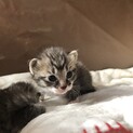 かわいい猫ちゃん
