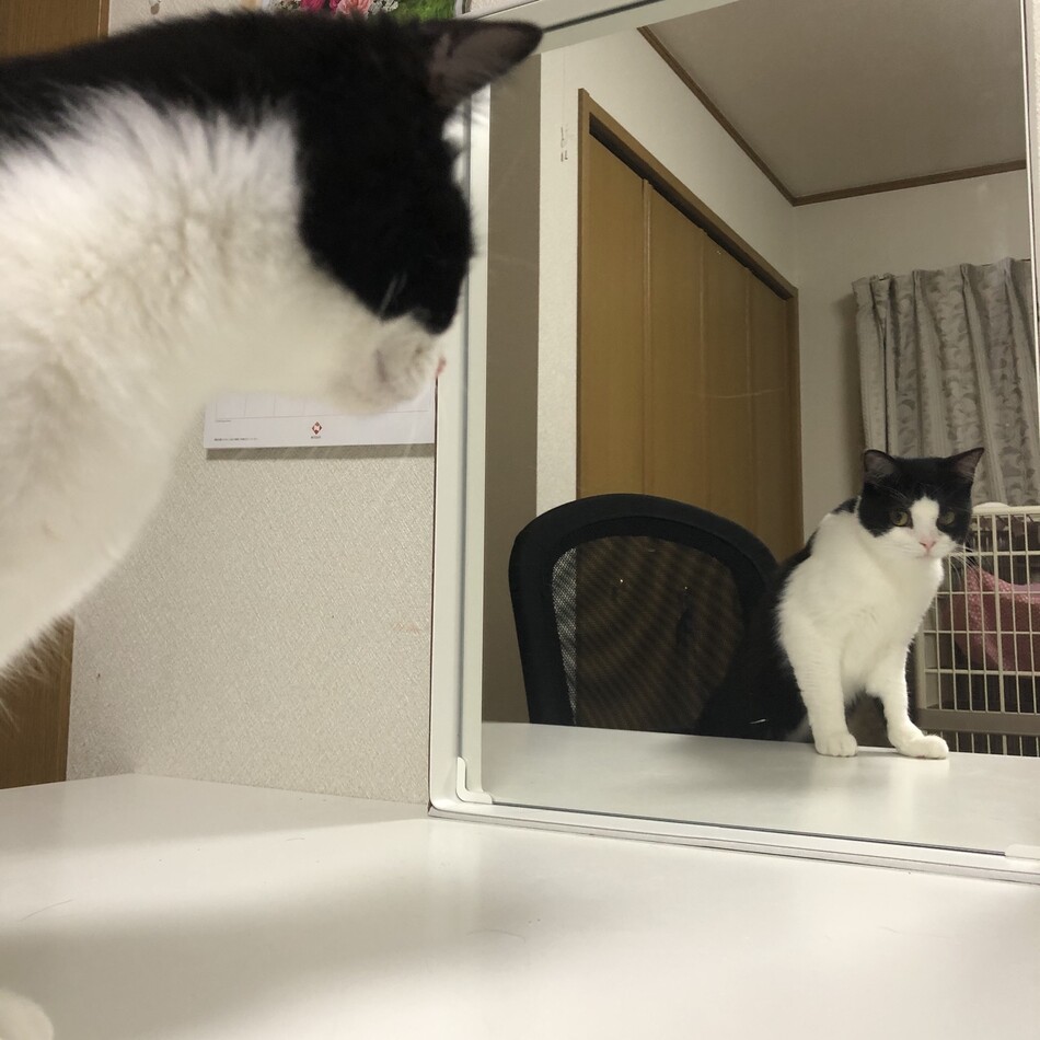 花丸のカバー写真