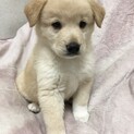 元気いっぱい3兄弟★マシュマロ