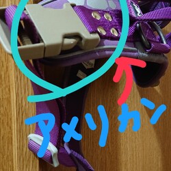 「２年前の不用犬は。。」サムネイル3