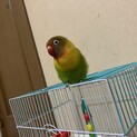 ボタンインコのるーちゃん 2歳