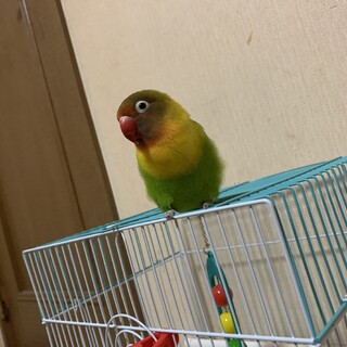 ボタンインコのるーちゃん 2歳