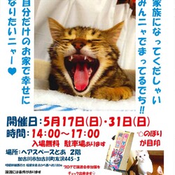 猫の譲渡会「加古川」