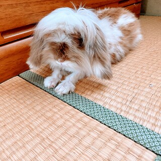 至急里親さん募集！ロップイヤーのウサギ