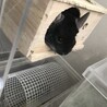 ユウヅキ