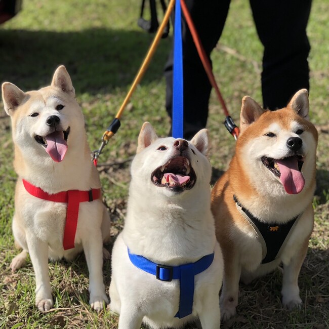 ユウヅキのカバー写真