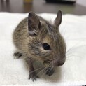 生後2か月デグー　オス