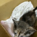 子猫メス