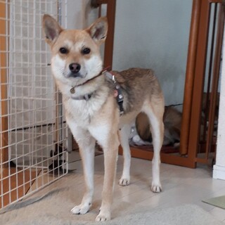 穏やかだけどびびりな女の子「エール」