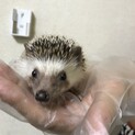 ハリネズミ　女の子５ヶ月