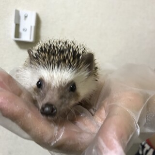 ハリネズミ　女の子５ヶ月