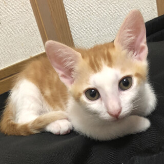 募集一時停止ゴロスリ　茶白男子★たまき君