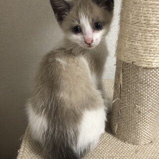 募集一時停止　シャム風柄女子★めい