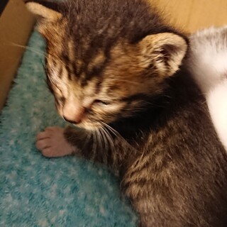 【募集一時停止中】キジトラ子猫の里親募集です。