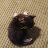【募集一時停止中】キジトラ子猫の里親募集です。 サムネイル2