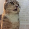 の写真