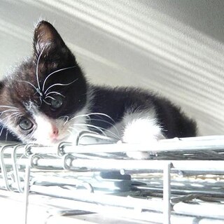 かなりの甘えん坊☆白黒はちわれ君