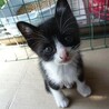 かなりの甘えん坊☆白黒はちわれ君 サムネイル3