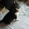 かなりの甘えん坊☆白黒はちわれ君 サムネイル5
