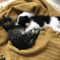 子猫２匹一緒に家族にして下さる方を募集致します