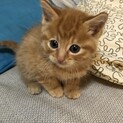 すごく愛らしい子猫です