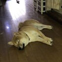 柴犬　一歳　血統書付　里親募集