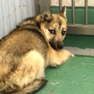 あどけないお顔の子犬女の子／動画あり